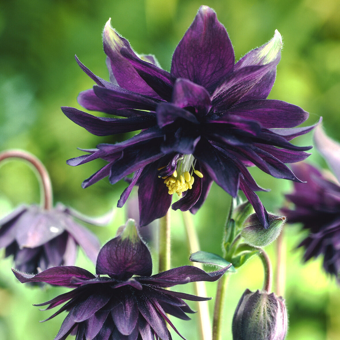 Vente Ancolie des jardins 'Black Barlow'