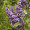 Lilas commun - Bakker