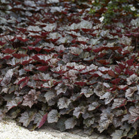 Heuchère - Heuchère 'Palace Purple' - Heuchera micrantha Palace Purple