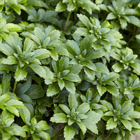 Vente 3 Pachysandres - Pachysandra terminalis