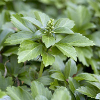 3 Pachysandres - Pachysandra terminalis - Bakker