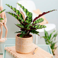Calathea insignis - Calathea lancifolia 'Insigne' - Calathea