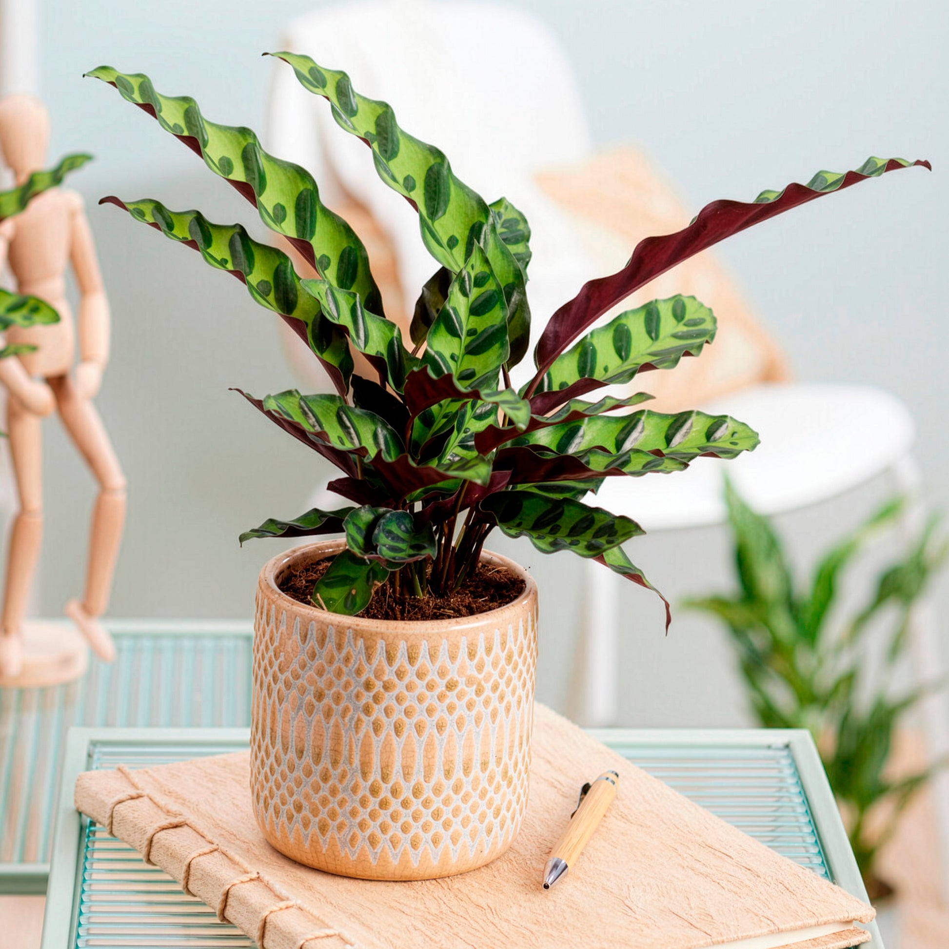 Calathea insignis - Calathea lancifolia 'Insigne' - Calathea