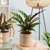 Calathea lancifolia 'Insigne' - Bakker