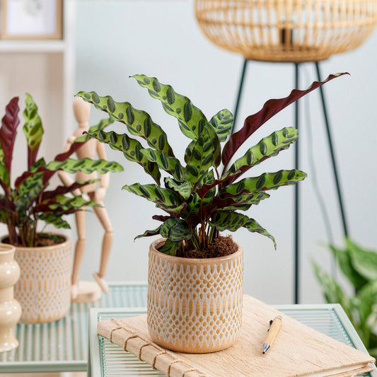 Calathea lancifolia 'Insigne'