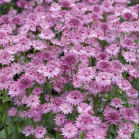 Astrance - Astrance 'Roma' - Astrantia major Roma