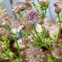 Vente Astrance 'Roma' - Astrantia major Roma