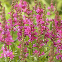Salicaire commune Robert - Lythrum salicaria Robert - Bakker