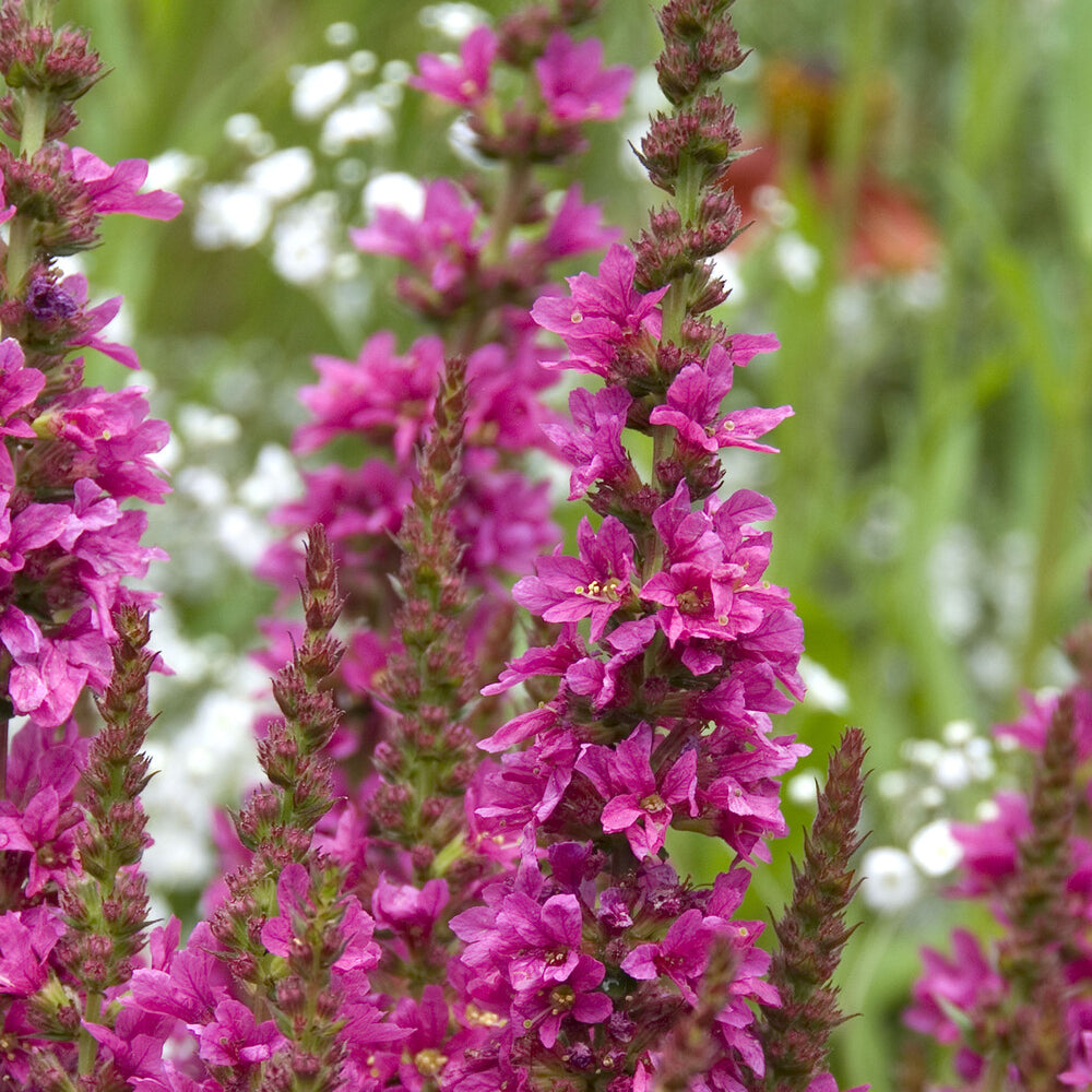 Vente Salicaire commune Robert - Lythrum salicaria Robert
