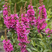 Plantes vivaces - Salicaire commune Robert - Lythrum salicaria Robert