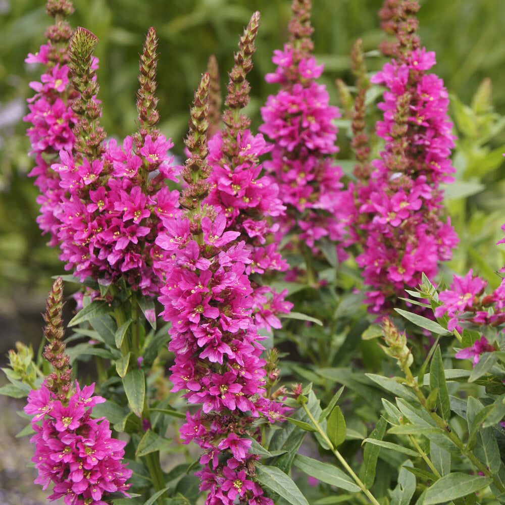 Plantes vivaces - Salicaire commune Robert - Lythrum salicaria Robert