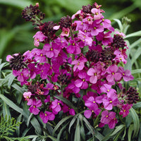Giroflée arbustive 'Bowles Mauve' - Erysimum linifolium Bowles Mauve - Bakker