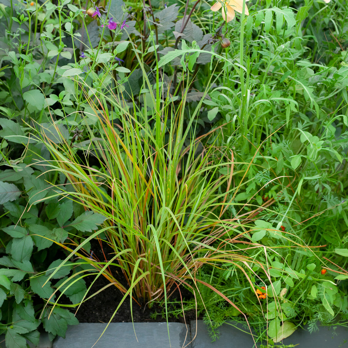Stipa arundinacea - Stipa arundinacea - Stipe