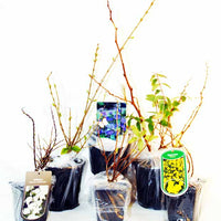 Collection Haie fleuries d'été - 6 arbustes - Hypericum, spiraea, ligustrum aureum, caryopteris,