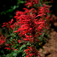 Agastache Kudos Red - Bakker
