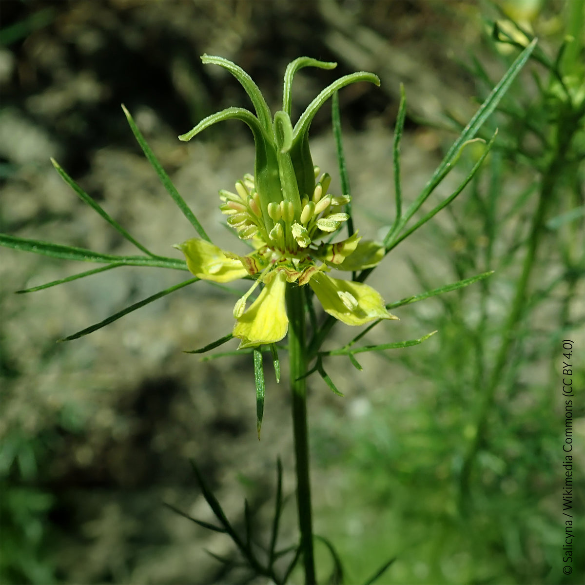 Nigelle d'Orient Transformer - Nigella orientalis Transformer - Bakker