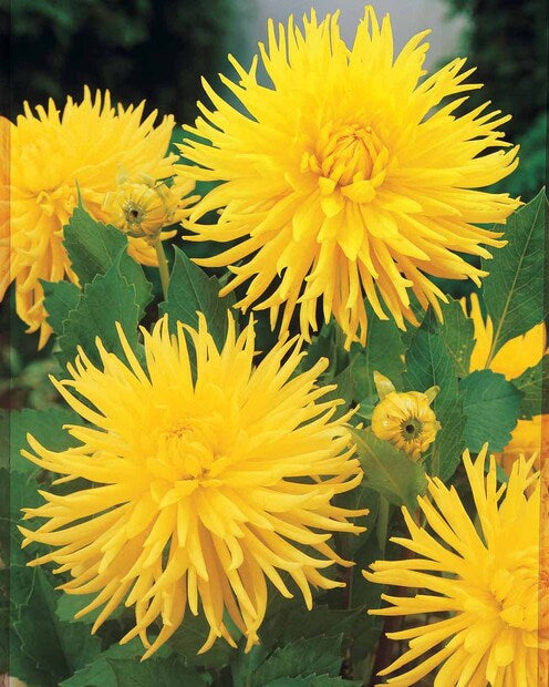 Dahlia cactus nain Yellow Happiness - Dahlia yellow happiness - Dahlias