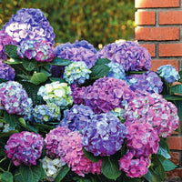 Hortensia macrophylla - Collection d'Hortensias pour massifs et haies fleuris - 3 arbustes - Hydrangea macrophylla