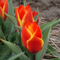 10 Tulipes botaniques Winnipeg - Tulipa Winnipeg - Bakker