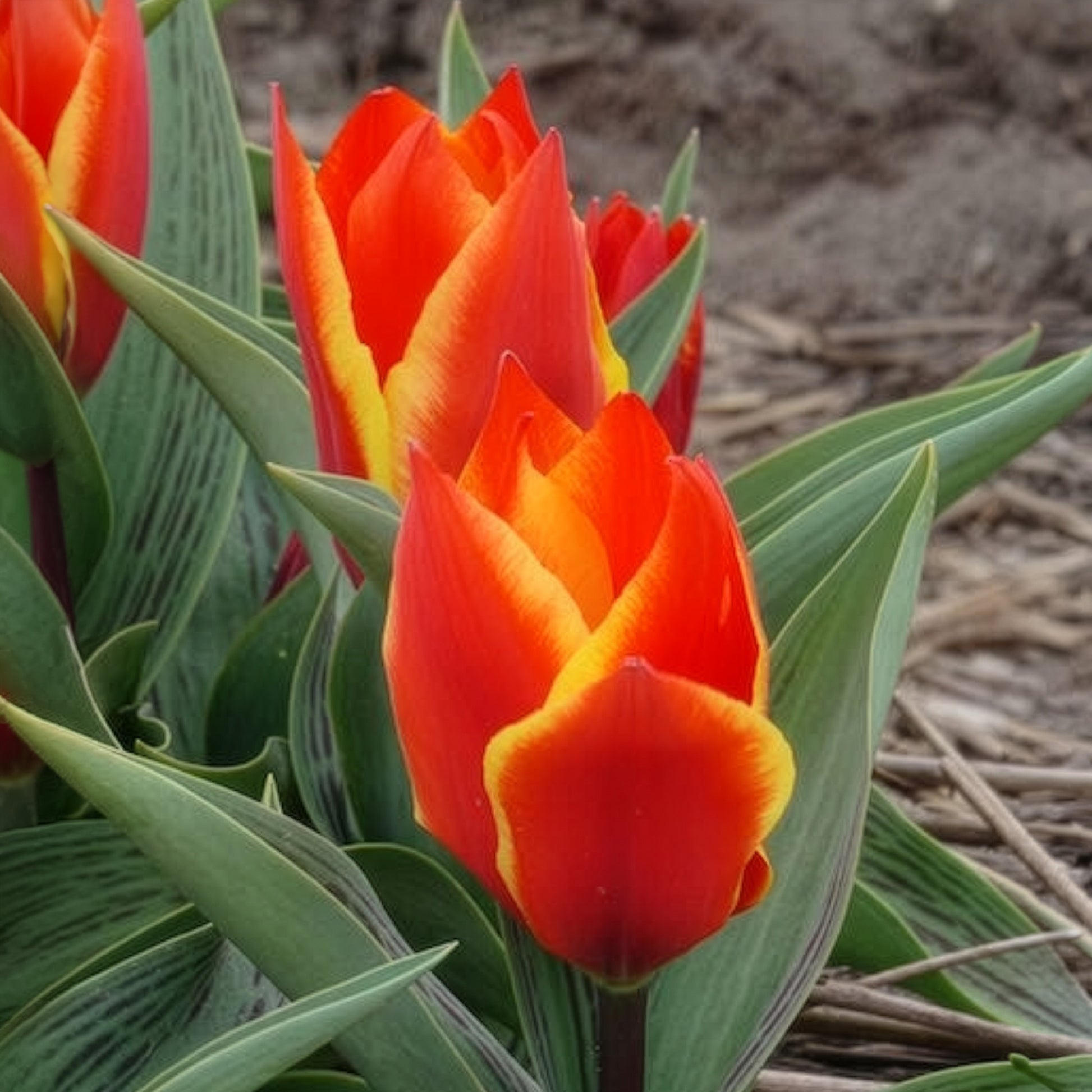 10 Tulipes botaniques Winnipeg - Tulipa Winnipeg - Bakker