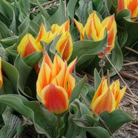 Bulbes de Tulipe - 10 Tulipes botaniques Winnipeg - Tulipa Winnipeg