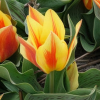 Tulipa Winnipeg - 10 Tulipes botaniques Winnipeg - Bulbes de Tulipe