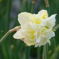 10 Narcisses à fleurs doubles Obdam - Narcissus obdam - Bakker