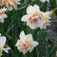 10 Narcisses à fleurs doubles Replete - Bulbes de Narcisse - Bakker