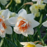 Vente 10 Narcisses à fleurs doubles Replete