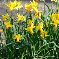 5 Mini-narcisses Jet Fire - Bulbes de Narcisse - Bakker