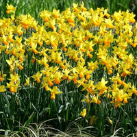 Vente 5 Mini-narcisses Jet Fire - Bulbes de Narcisse