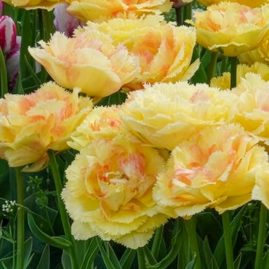 Tulipe double frangée Vaya con Dios - Bakker