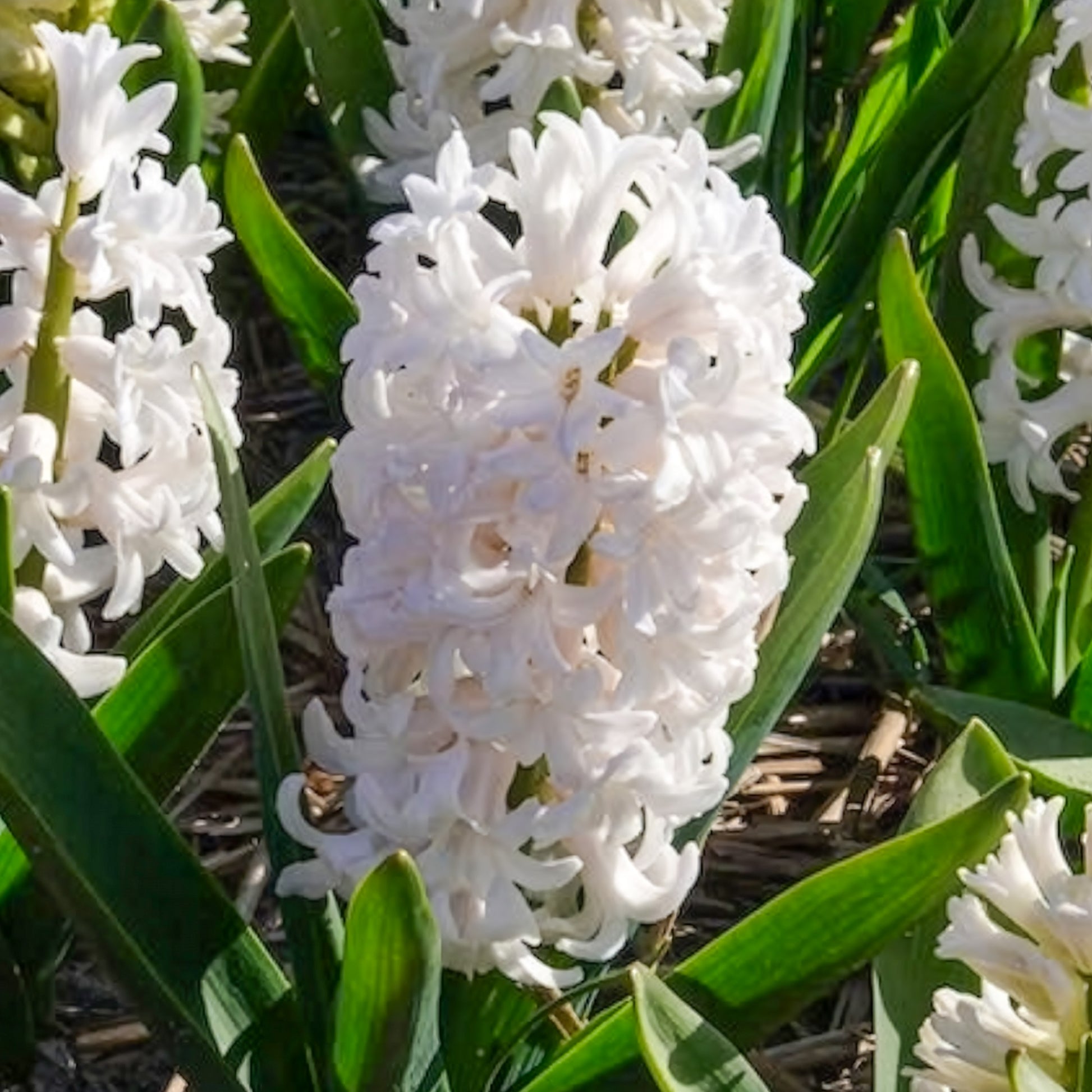 Hyacinthus orientalis - 3 Jacinthes blanches - Bulbes de Jacinthe