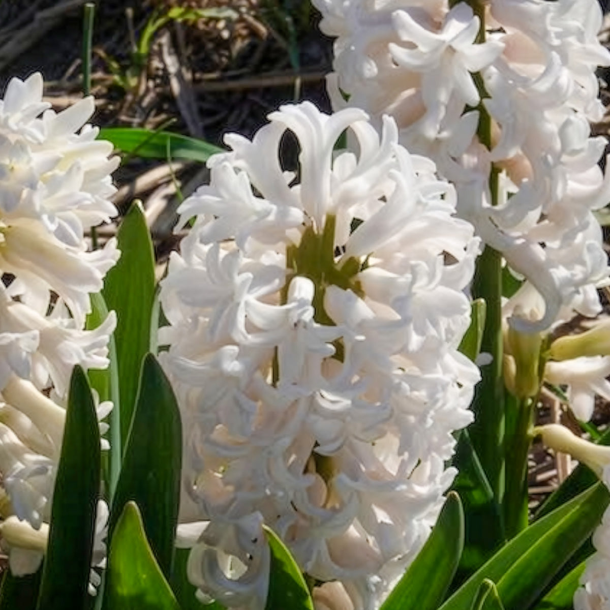 3 Jacinthes blanches - Hyacinthus orientalis - Bakker