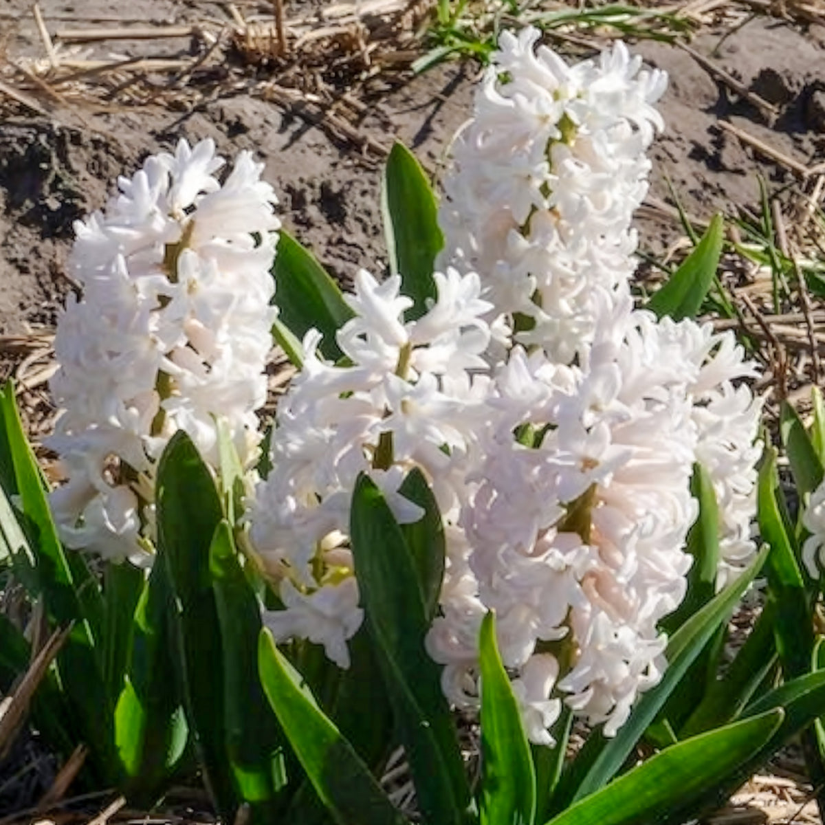 3 Jacinthes blanches - Bakker