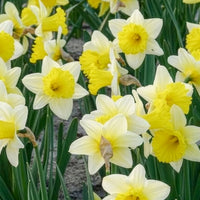 Vente Bulbes de Narcisse - 10 Narcisses Goblet