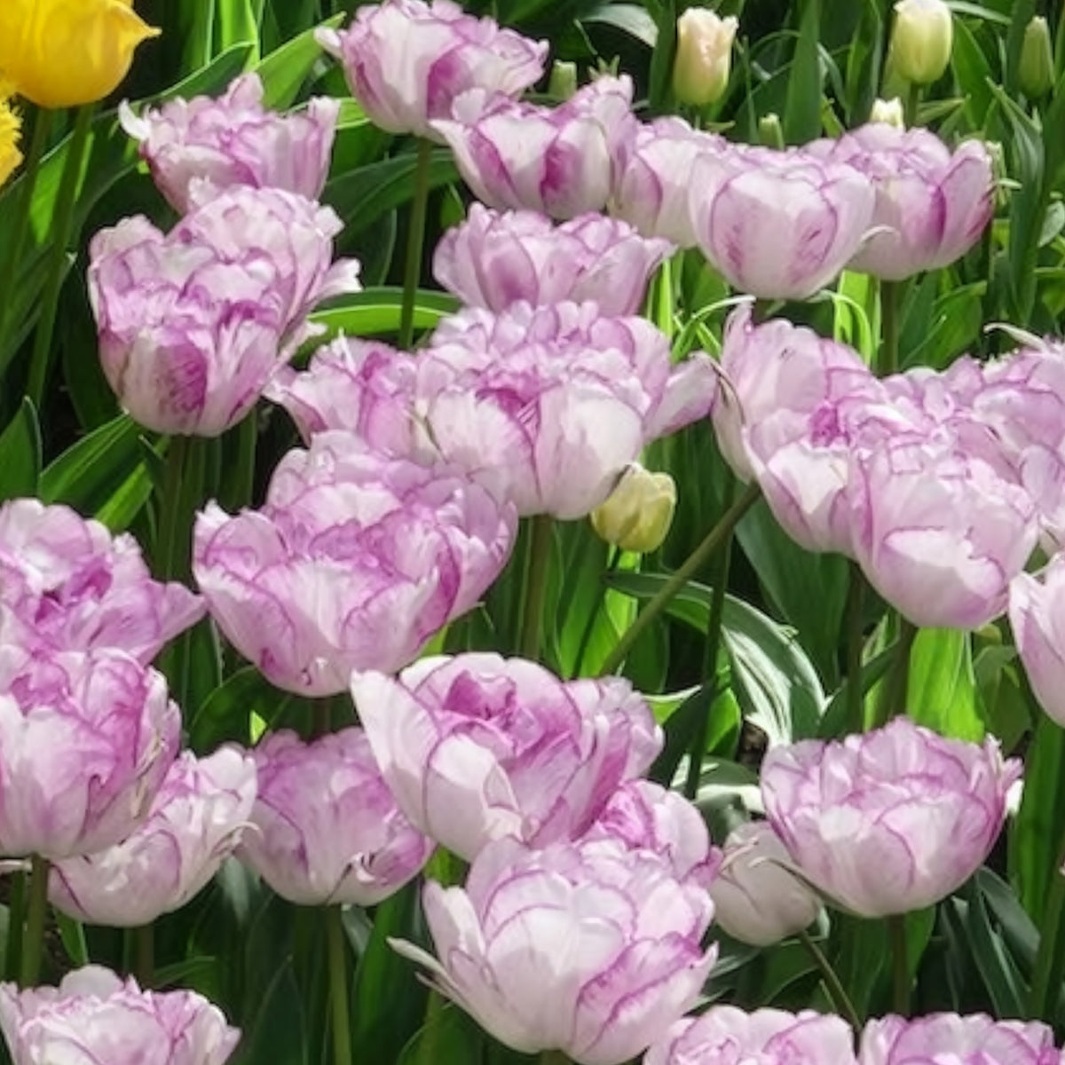 Bulbes de Tulipe - 5 Tulipes à fleurs de pivoine Shirleydouble - Tulipa Shirley Double