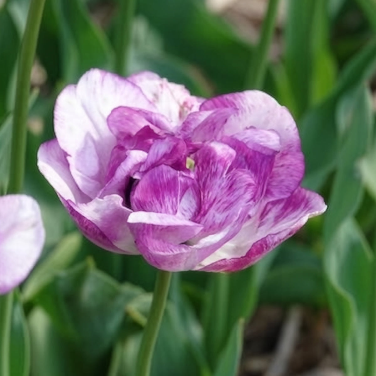 5 Tulipes à fleurs de pivoine Shirleydouble - Tulipa Shirley Double - Bakker