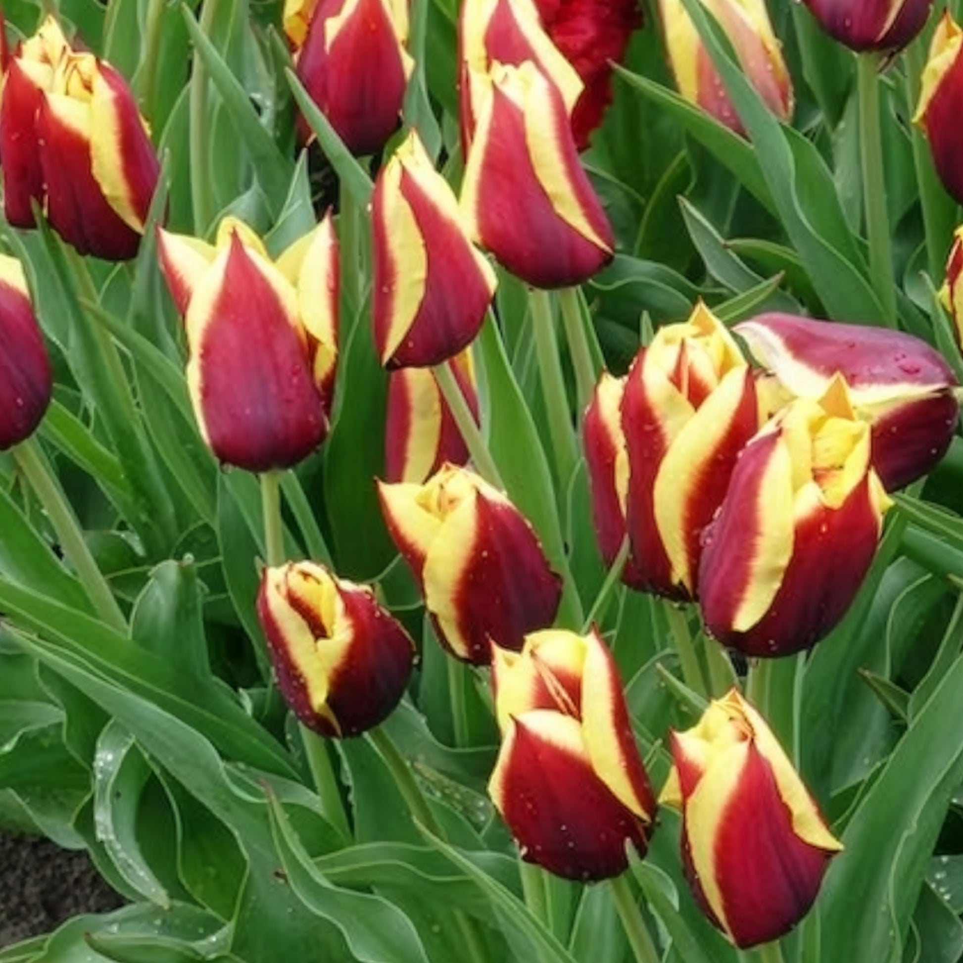 Bulbes de Tulipe - 10 Tulipes Gavota - Tulipa gavota