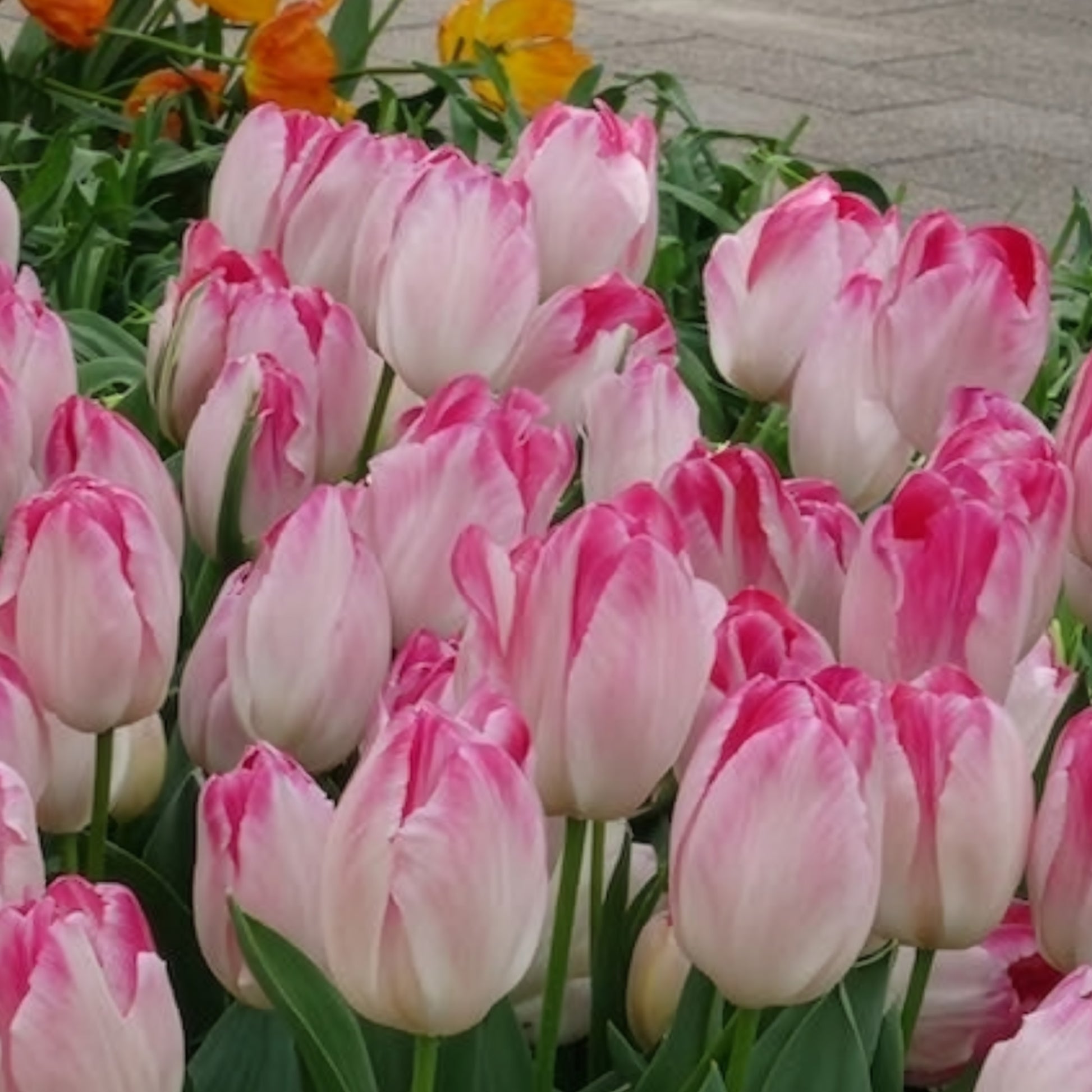 Vente 10 Tulipes Supri Erotic - Tulipa supri erotic