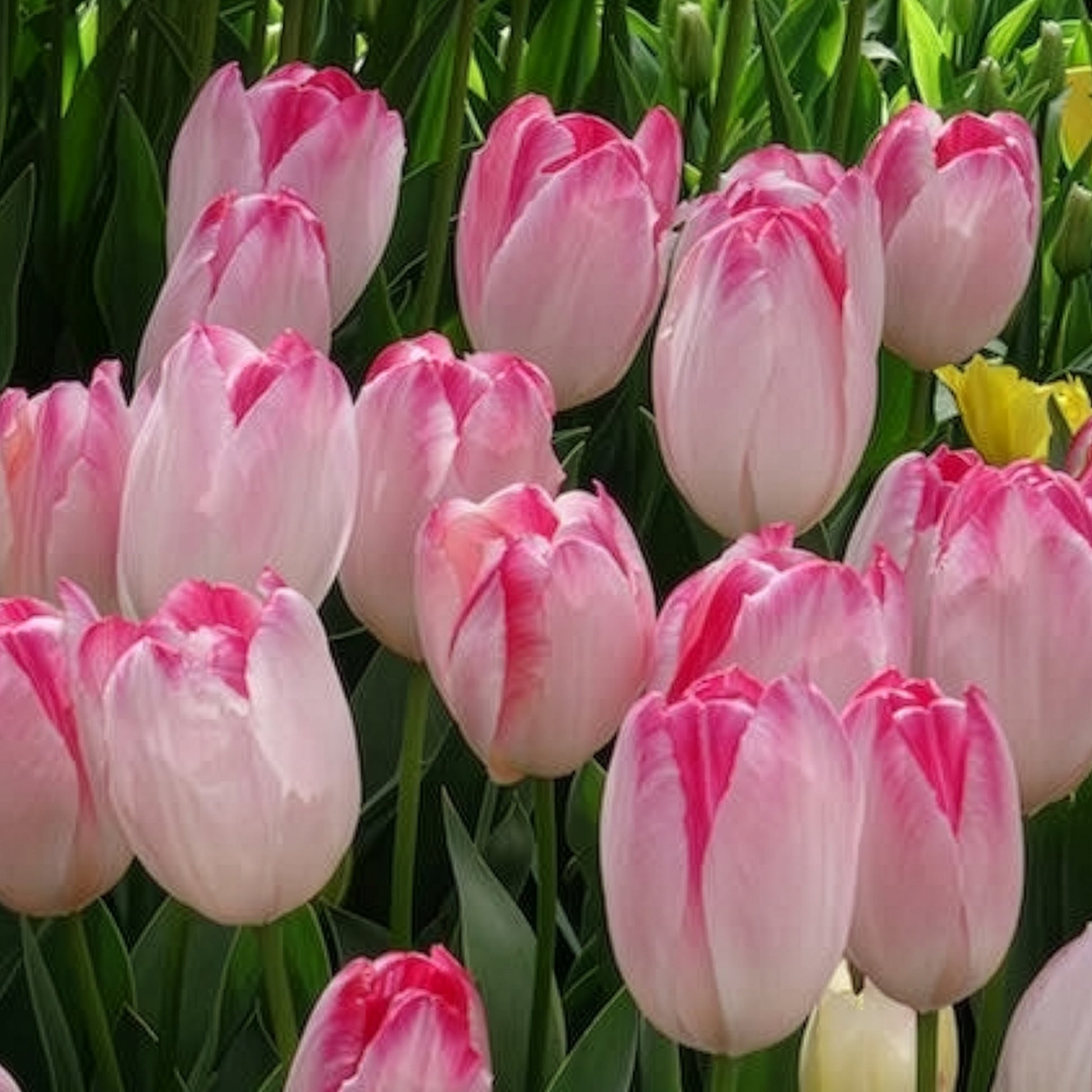 Vente 10 Tulipes Supri Erotic