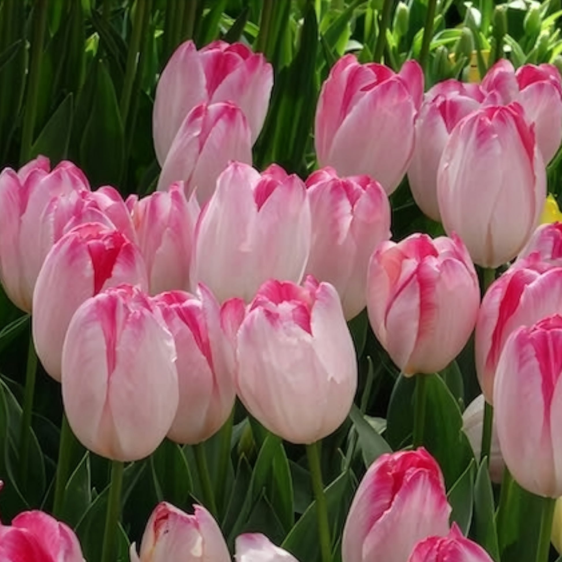 10 Tulipes Supri Erotic - Bulbes de Tulipe - Bakker