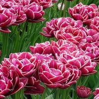 7 Tulipes à fleurs de pivoine Dream Touch - Bulbes de Tulipe - Bakker