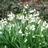 Bulbes de printemps - 8 Nivéoles d'été - Leucojum aestivum