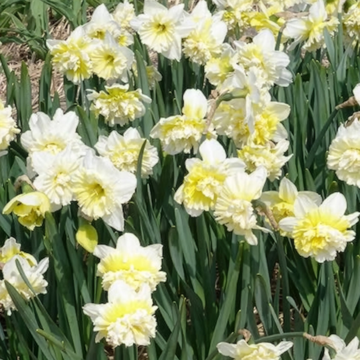 5 Narcisses Ice Kings - Bulbes de Narcisse - Bakker