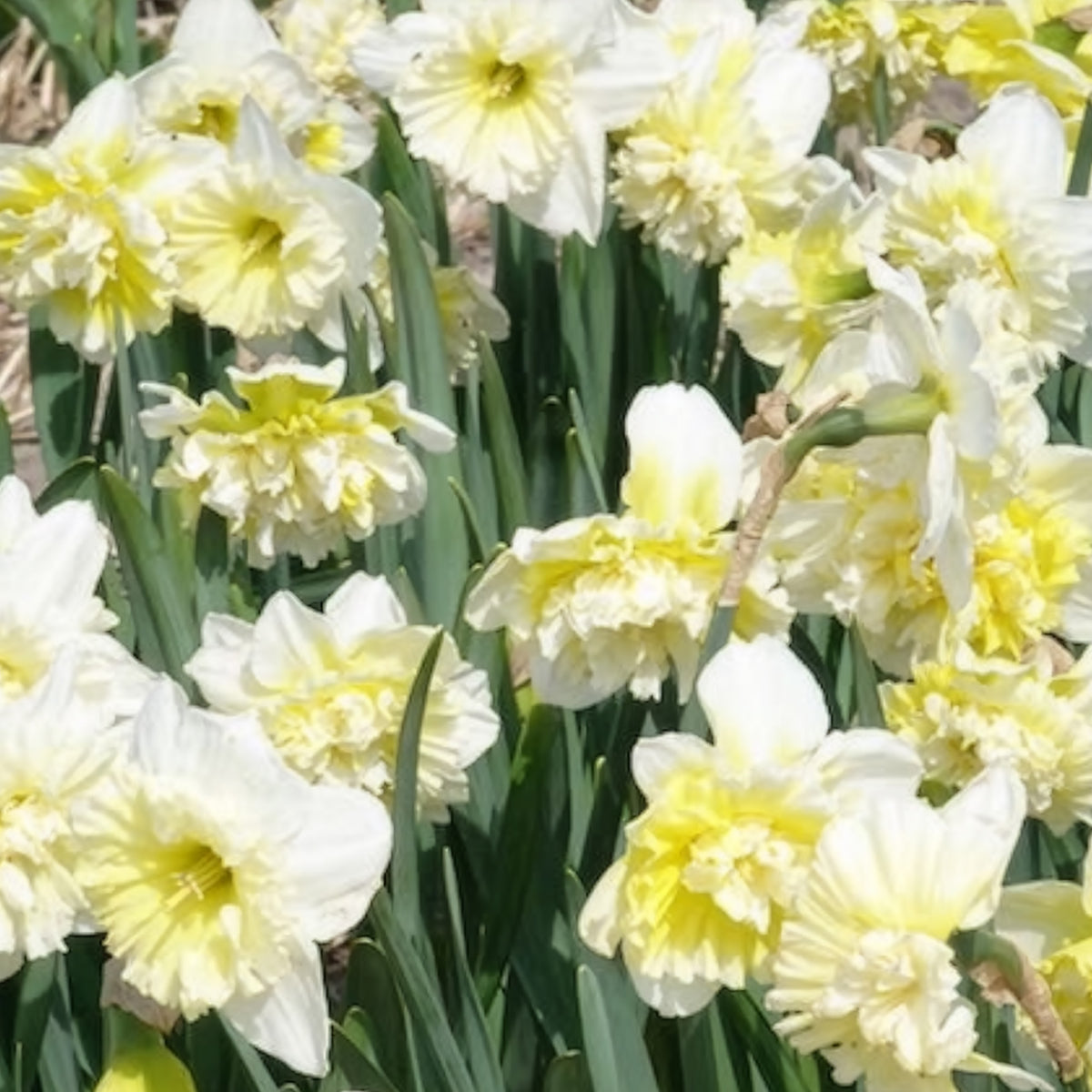 Vente 5 Narcisses Ice Kings