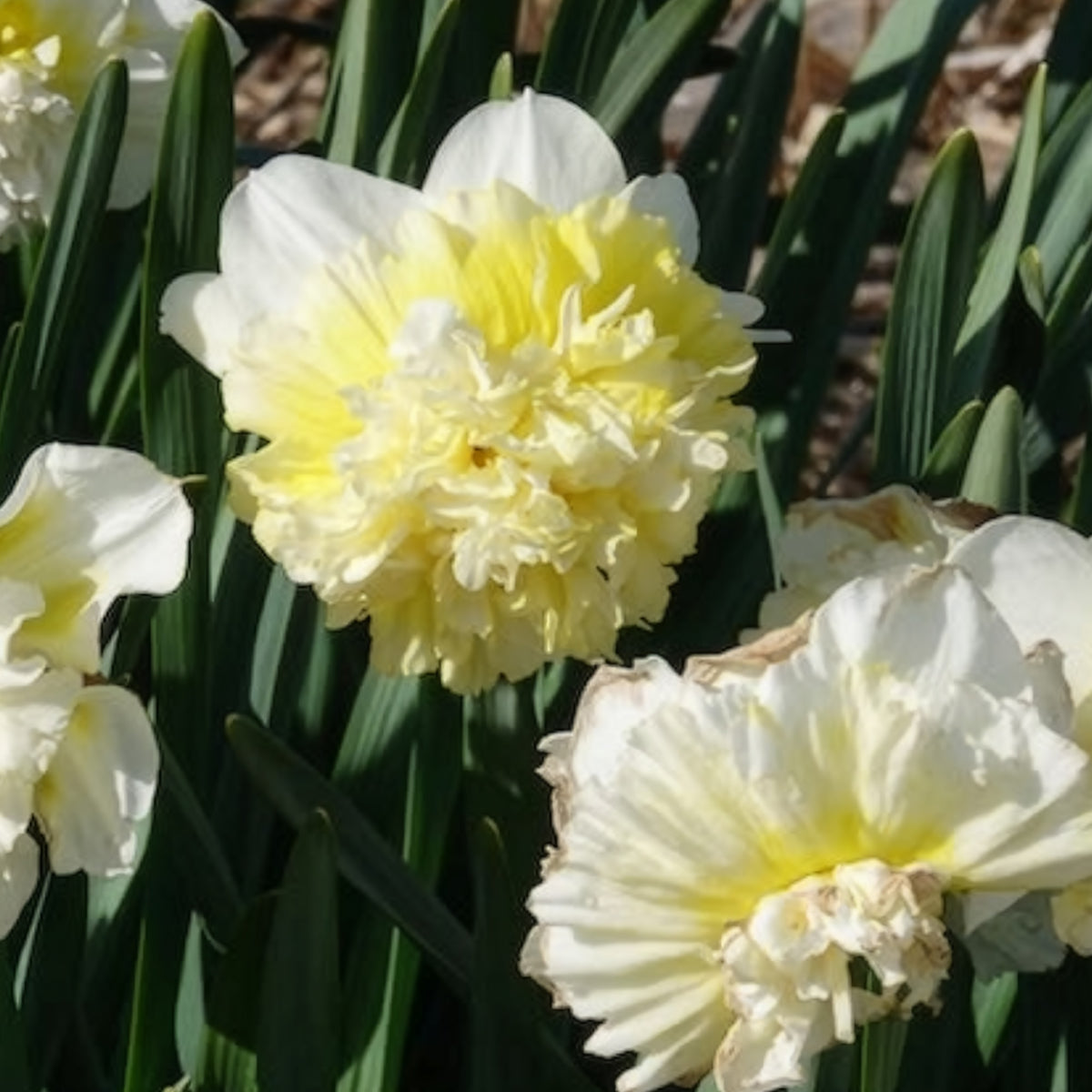 Bulbes de Narcisse - 5 Narcisses Ice Kings - Narcissus ice king