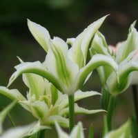 Vente Tulipa greenstar - 10 Tulipes à fleurs de lis Greenstar