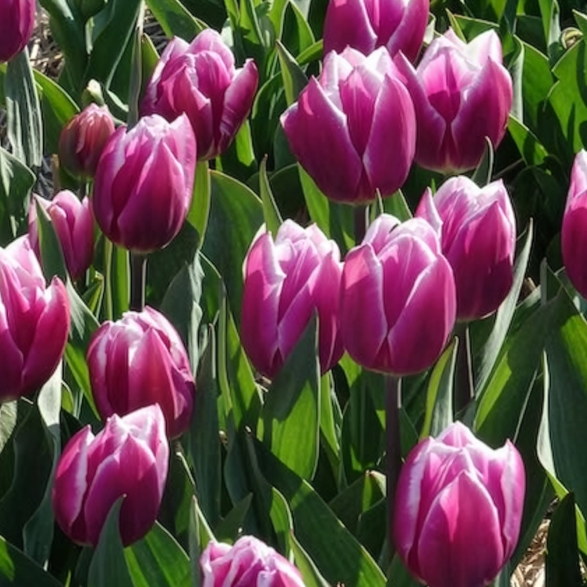 10 Tulipes Triomphe Synaeda blue - Bulbes de Tulipe - Bakker