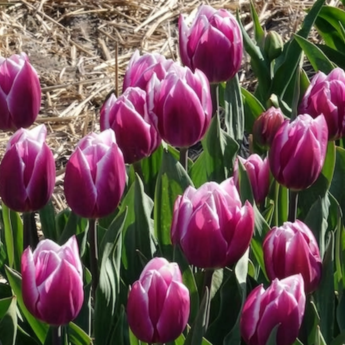 Tulipa Synaeda Blue - 10 Tulipes Triomphe Synaeda blue - Bulbes de Tulipe